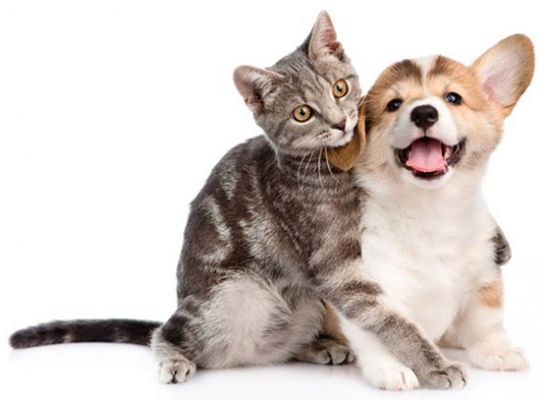 Animais dentro da lei: &eacute; f&aacute;cil na sua Junta de Freguesia